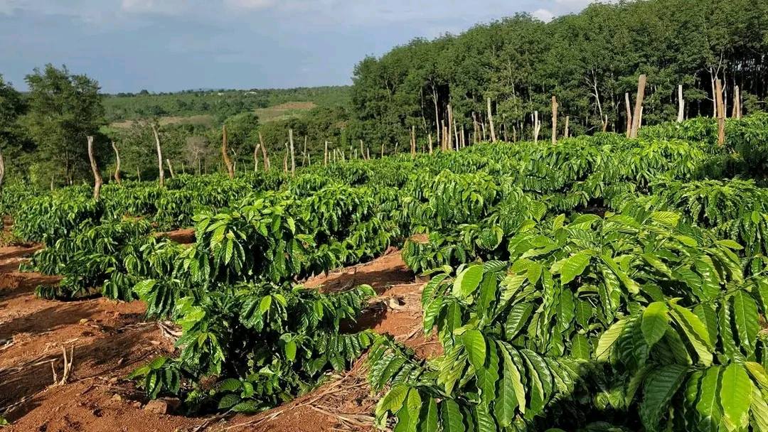 Farm 30.000m² tại Xã Xuân Thọ, Đà Lạt - Đầu tư sinh lời hấp dẫn!