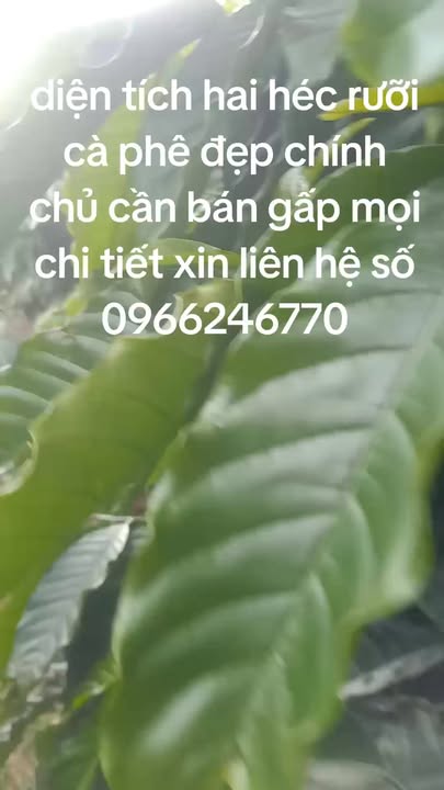Farm 2.5ha tại xã Tân Hà, Lâm Hà - Cà phê tốt, nhà cửa kiên cố!
