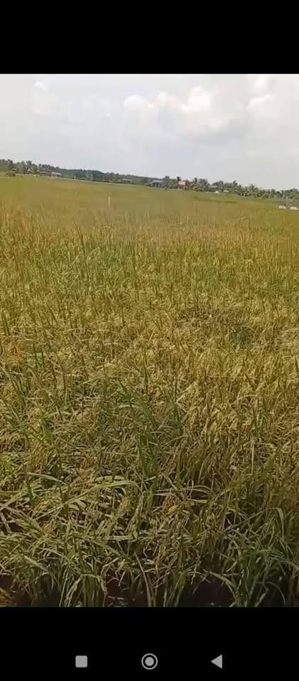 Đất nông nghiệp 4500m² tại xã Long Hựu Đông - Giá chỉ 1.575 tỷ, cơ hội đầu tư hấp dẫn!