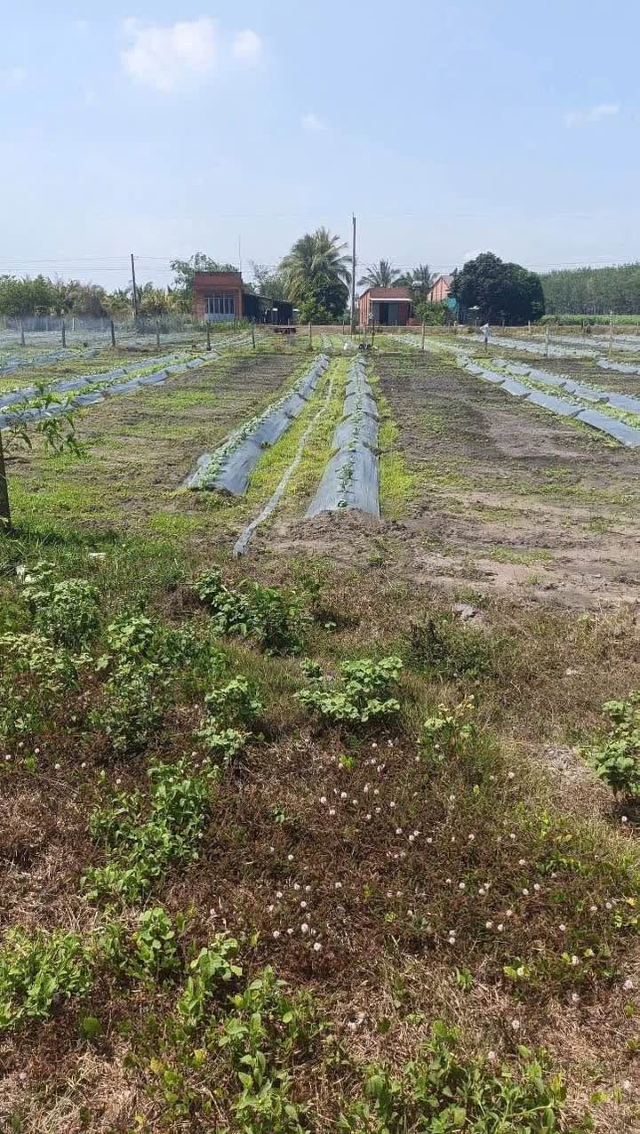 Đất mặt tiền Kênh TN08-8, Xã Phước Minh, 199m² chỉ 200 triệu - Cơ hội đầu tư hấp dẫn!