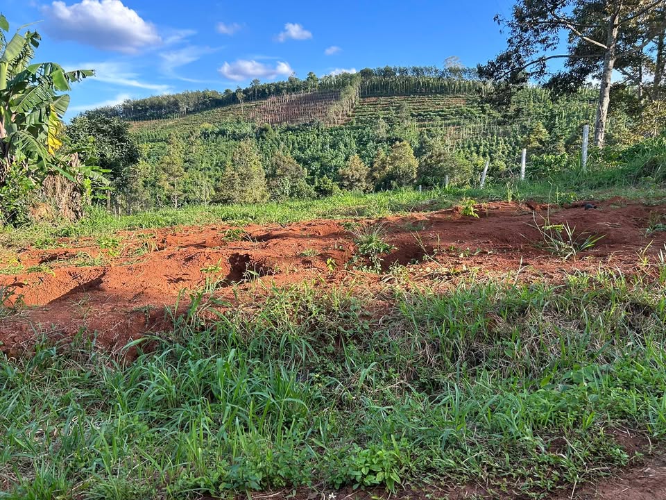 Đất nền Đắk Môl 1440m² giá 650 triệu - Mặt đường nhựa, gần chợ trường học!