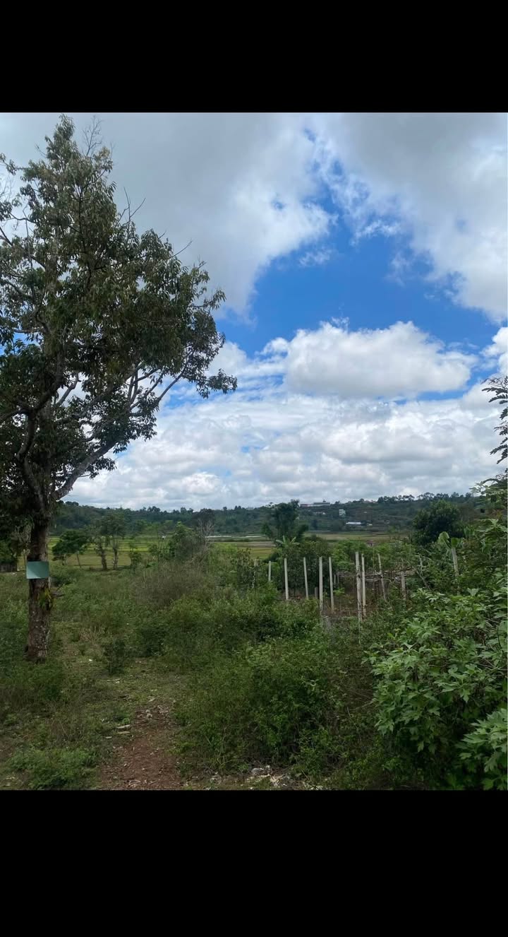 Đất nền 230 Nguyễn Chí Thanh, P. Hội Phú, TP. Pleiku 903m² - Giá mềm, pháp lý rõ ràng!