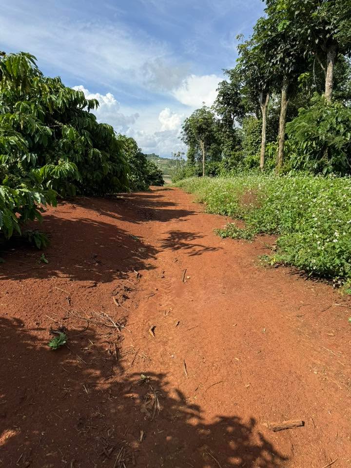 Đất nền 2ha tại Tân Hà, Lâm Hà - Giá chỉ 4.4 tỷ, cơ hội đầu tư tuyệt vời!