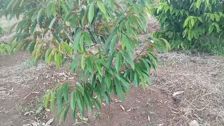 Đất Tân Tiến Krông Pắc 16.666m² giá 2 tỷ - Mặt tiền đường liên thôn, gần cụm công nghiệp!