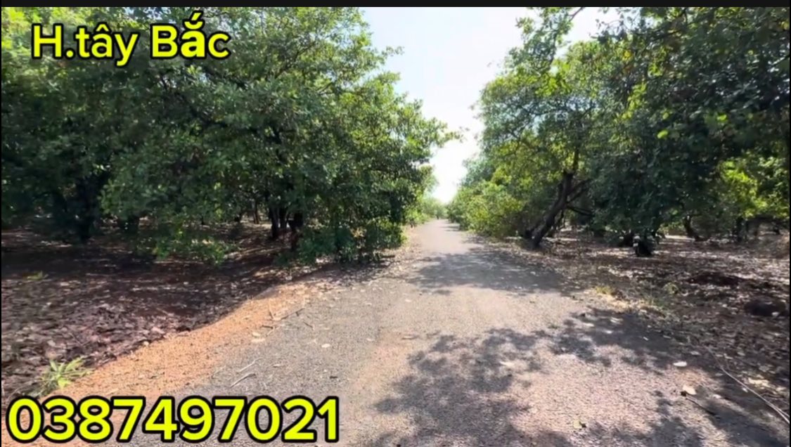 Bán đất Hưng Phước 9000m² giá 600 triệu - Mặt tiền nhựa thông 38m