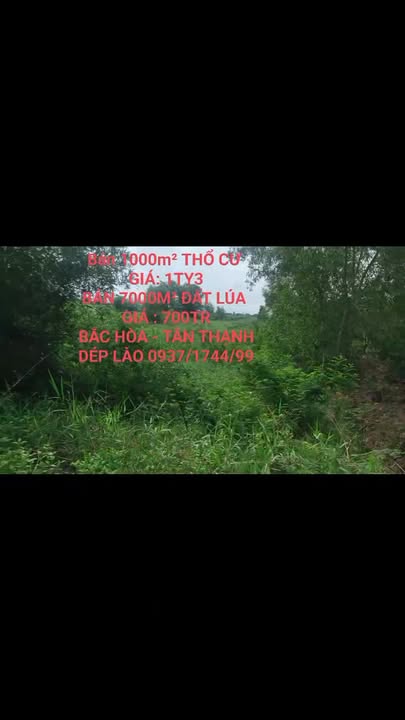 Đất thổ cư 1000m² tại xã Bắc Hòa, Tân Thạnh, Long An - Giá chỉ 1.3 tỷ!