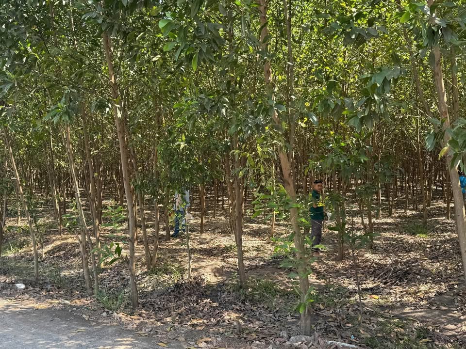 Bán đất Long Đức, Long Thành 5796m² giá 23.18 tỷ - Đầu tư sinh lời lâu dài!