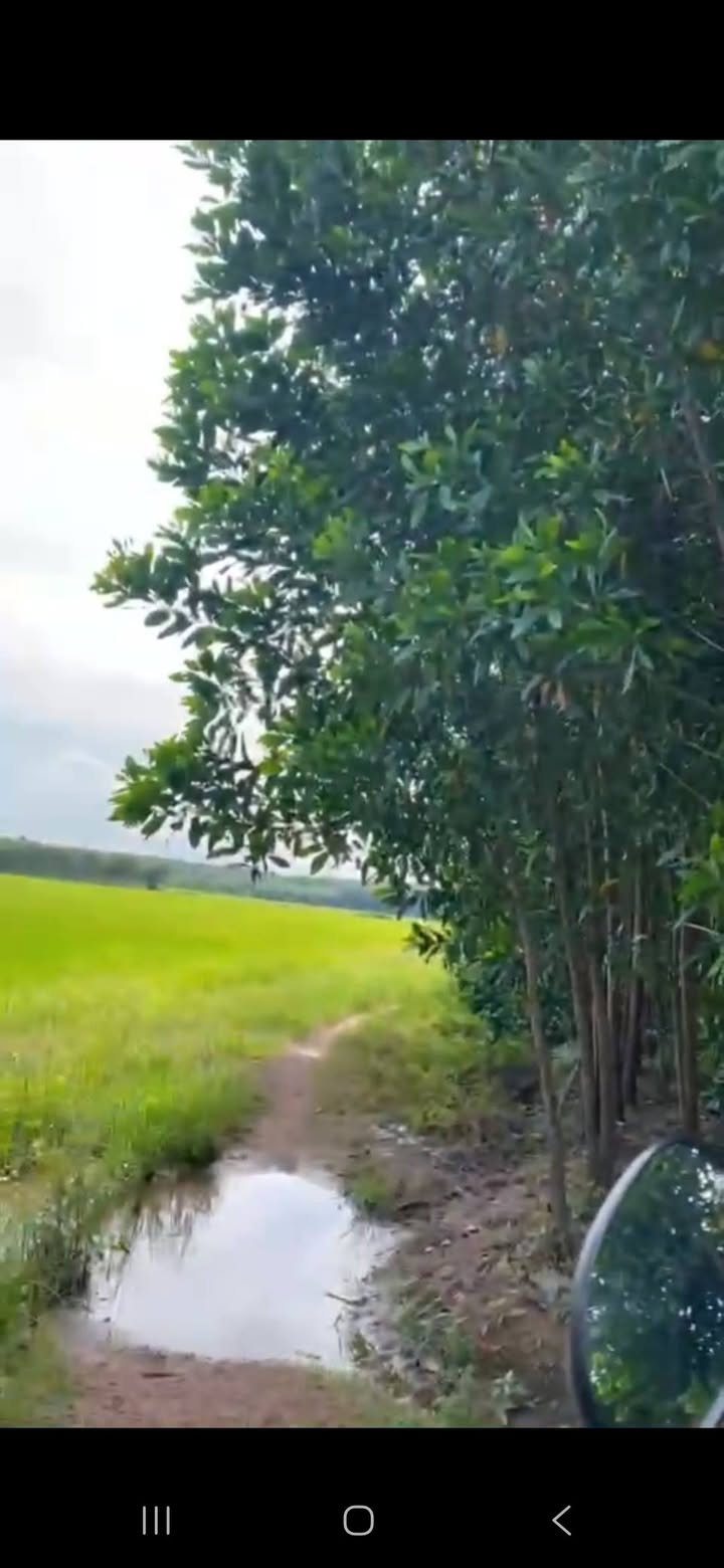 Đất Farm 2,2 sào giá 310 triệu - Đường ô tô sổ đỏ chính chủ tại Đức Thuận