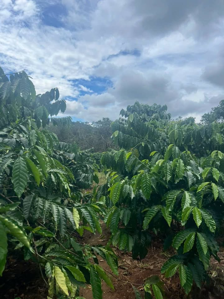 Farm đất 6000m² tại Quảng Tân, Tuy Đức - Cho thuê giá thỏa thuận, thu nhập ổn định 250 triệu!