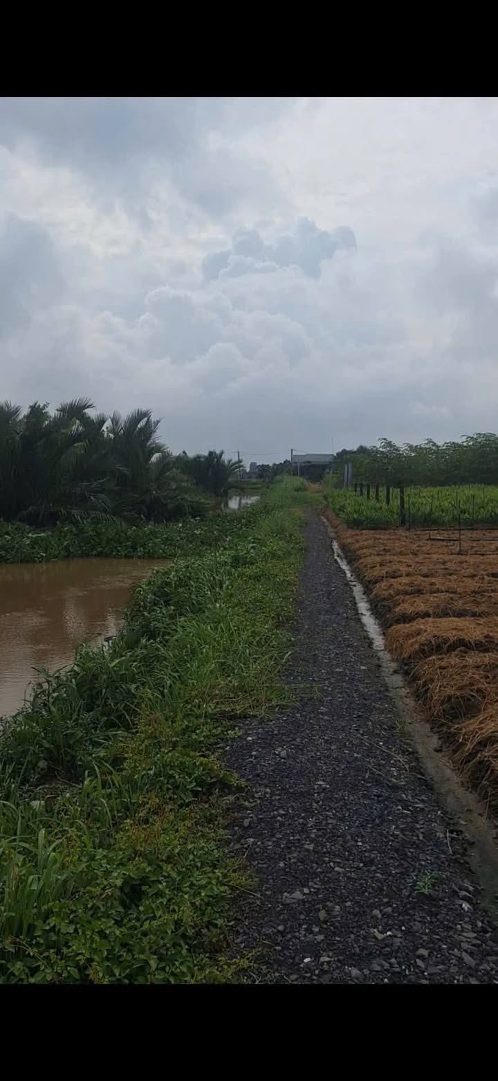 Đất trồng lúa ấp Láng, xã Tân Thành, 1000m² giá 230 triệu - Cần bán gấp!