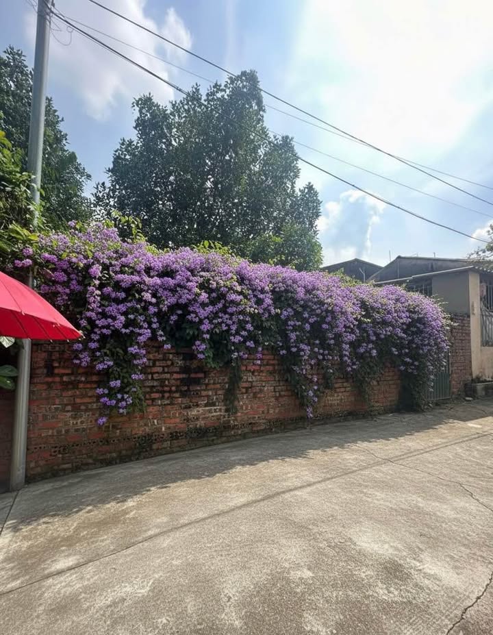 Lô đất 79,1m² tại Vũ Thế Lang, Việt Trì - Giá chỉ 2 tỷ, đầu tư sinh lời!