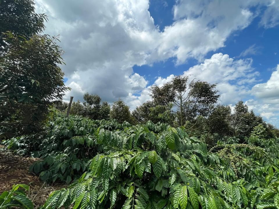 Farm Đắk Lắk 30.000m² giá 7.2 tỷ - Đầu tư sinh lời bền vững!