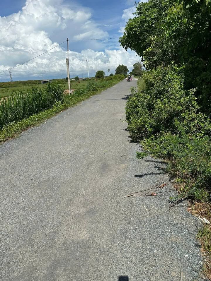 Đất cây lâu năm 2000m² mặt tiền đường đê biển Vĩnh Châu - Giá 50 tỷ