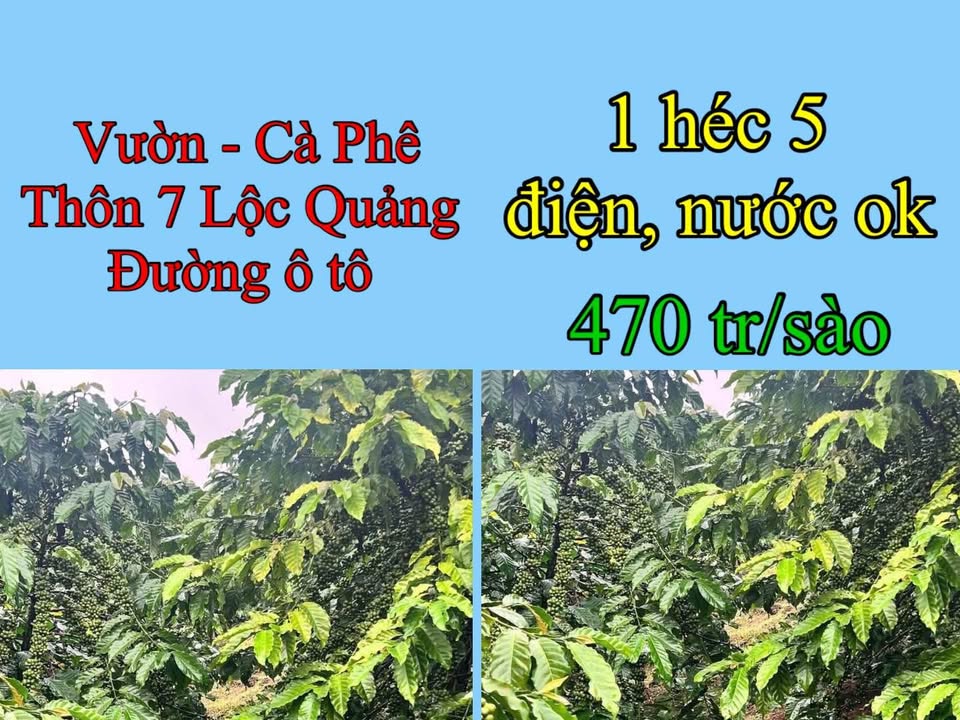 Vườn cà phê 1.5ha tại thôn 7 Lộc Quảng giá 705 triệu - Đường ô tô tận nơi!