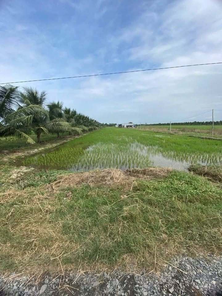 Đất nền Tân Xuân, Ba Tri 53,000m² giá 2.65 tỷ - Sẵn sàng cho ý tưởng của bạn!