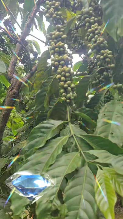 Đất nền 1.5ha xã Tân Văn - Giá chỉ 5.55 tỷ, cơ hội đầu tư hấp dẫn!