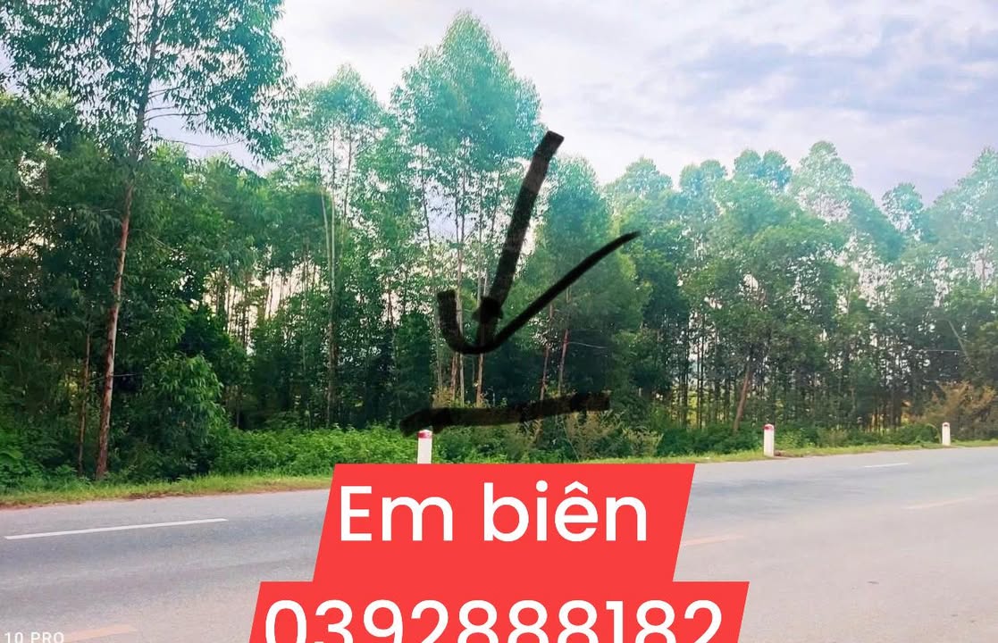 Đất mặt tiền Quốc Lộ 31 Phượng Sơn 160m² giá 3.1 tỷ - Cơ hội đầu tư sinh lời!