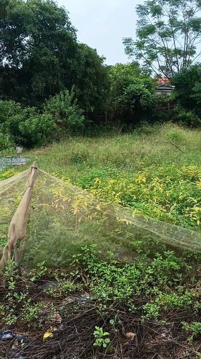 Đất nền mặt đường Tỉnh lộ 292, Yên Thế, 135m² giá 1 tỷ - Cơ hội đầu tư kinh doanh hiệu quả!