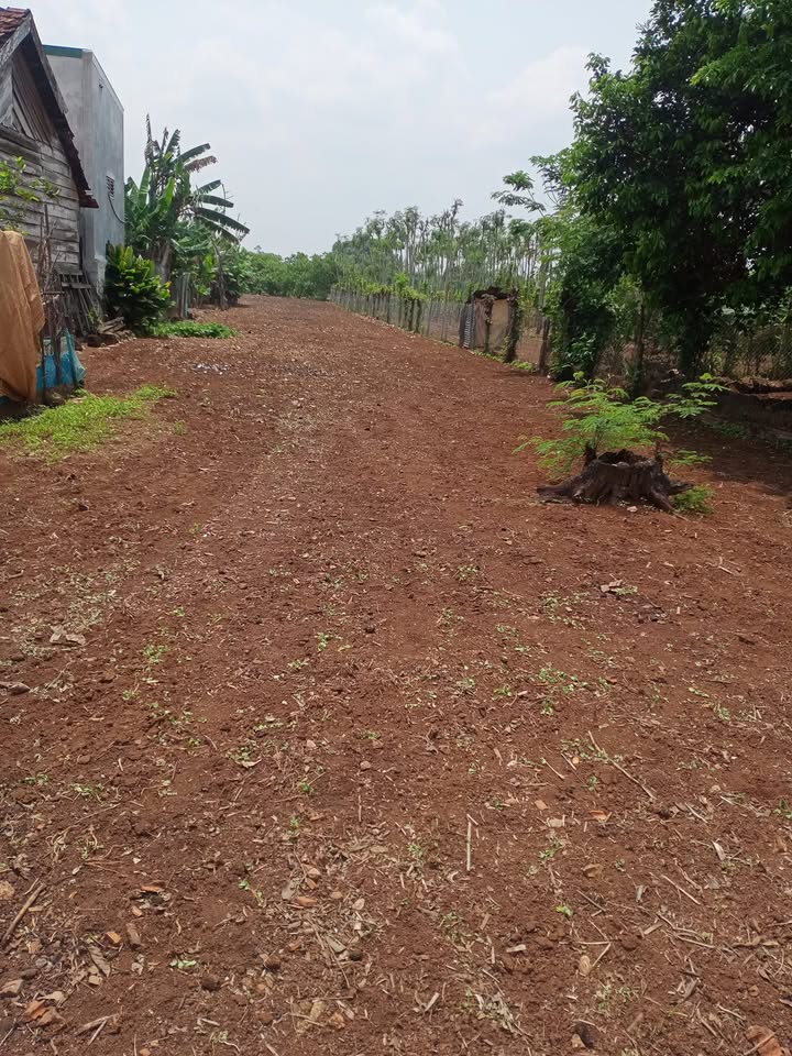 Đất thổ cư 1000m² tại thôn 7, xã Nam Dong, Đắk Nông - Giá chỉ 300 triệu, bớt lộc!