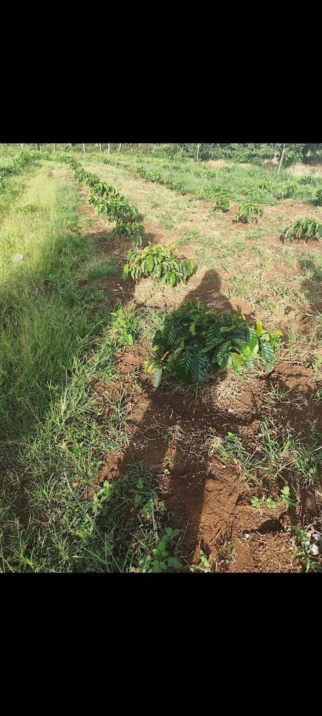 Đất Farm 45,000m² tại Tân Thanh, Lâm Hà giá 1.85 tỷ - Mặt bằng đẹp, pháp lý rõ ràng!