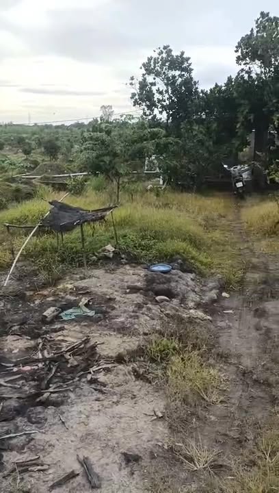 Đất nông nghiệp cho thuê tại xã Mỹ Hiệp, Đồng Tháp - Diện tích 12.000m², giá 1.2 tỷ/năm