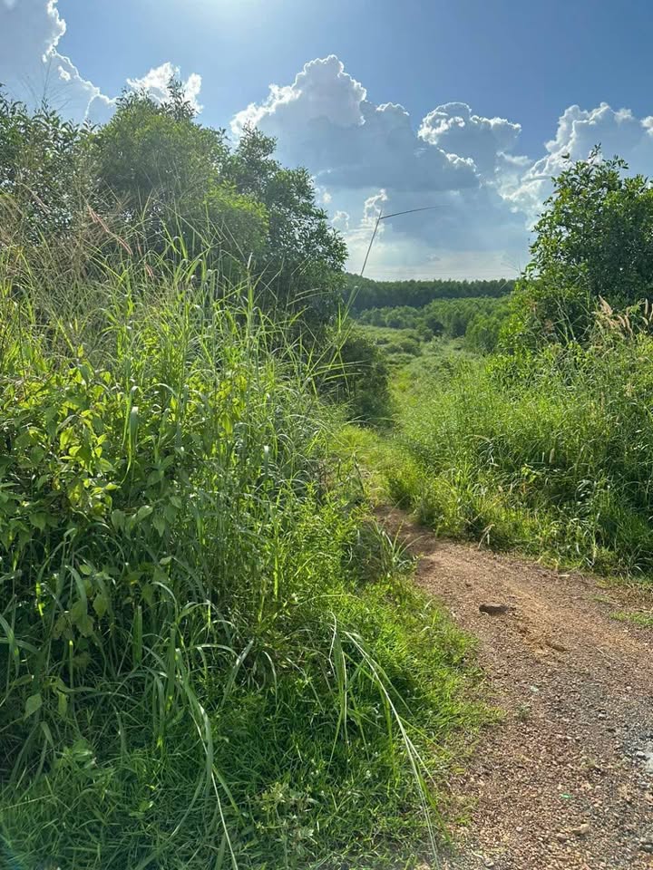 Đất nền 40.000m² tại Trảng Bom, Đồng Nai - Pháp lý rõ ràng, đầu tư sinh lời!