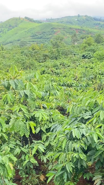 Đất nền Quảng Trực Tuy Đức 20,000m² giá 1.8 tỷ - Sổ đỏ chính chủ!