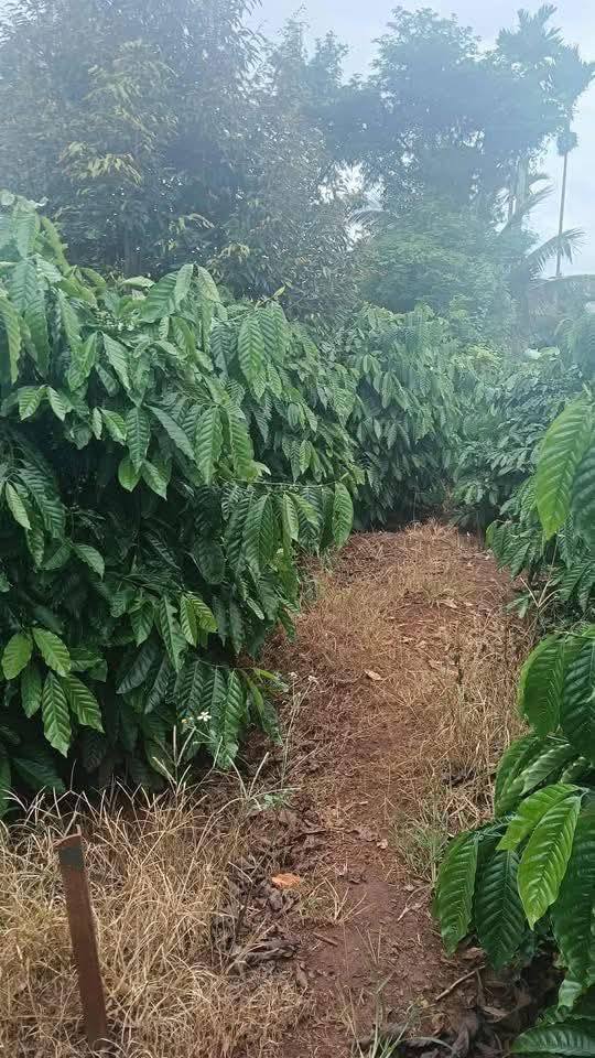 Đất nền Đắk Lao 341.000m² giá 1.19 tỷ - Cơ hội đầu tư hấp dẫn!