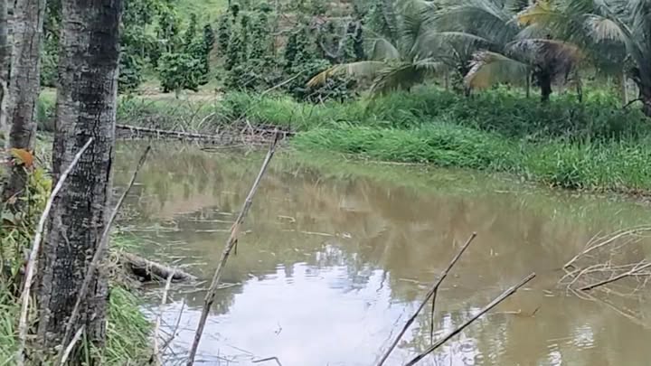 Đất Farm 35.000m² tại xã Nam Ka, Lắk - Giá 2.3 tỷ - Tiềm năng kinh doanh lớn!