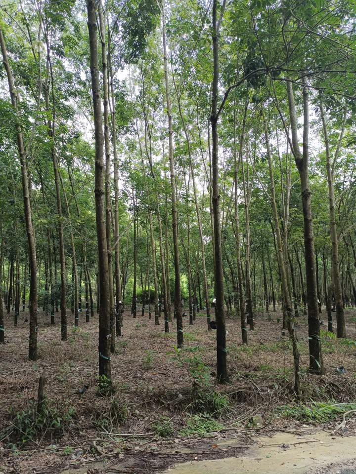 Đất Farm Bắc Núi Dinh, Đức Linh 14242m² - Bán gấp, giá tốt!