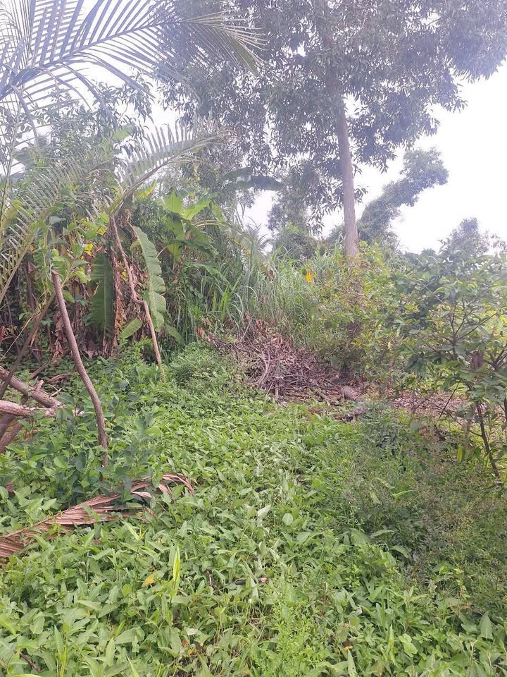 Đất nền 1500m² ấp 6, xã Tân Tây - Mặt tiền đường đẹp, giá cả thương lượng!