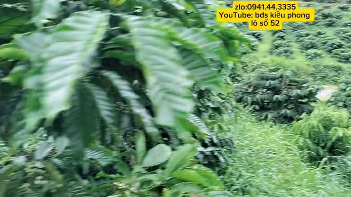 Đất nền Quảng Phú, Lâm Đồng 1620m² giá 1.45 tỷ - Cơ hội đầu tư sinh lời