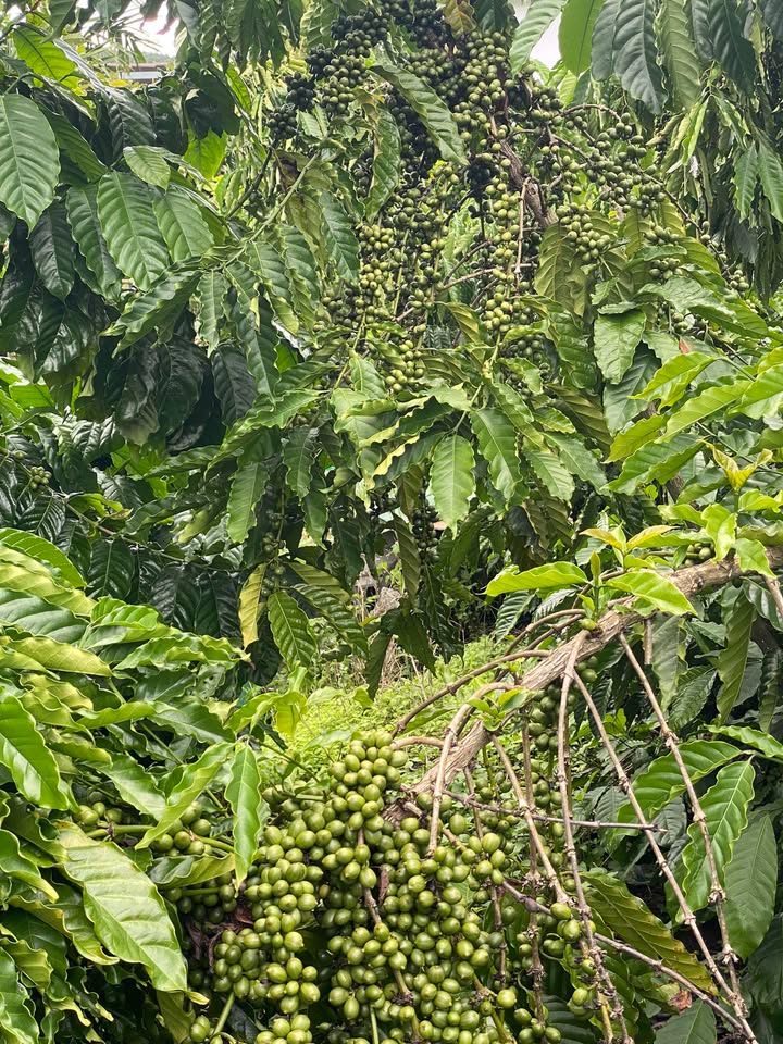 Đất Farm 1ha2 Rô Men Đam Rông Lâm Đồng giá 1.8 tỷ - Tiềm năng đầu tư tuyệt vời!