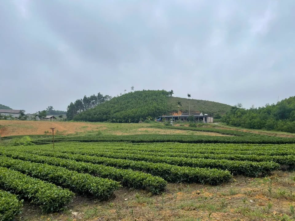 Đất vườn tại xã Tức Tranh, Phú Lương, Thái Nguyên 10.000m² giá 3 tỷ - Không gian sống lý tưởng!