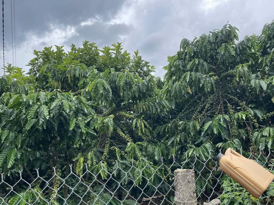 Đất Farm Nam Hà Lâm Hà 1,3ha giá 14,5 tỷ - Đầy đủ tiện ích và tiềm năng kinh doanh!