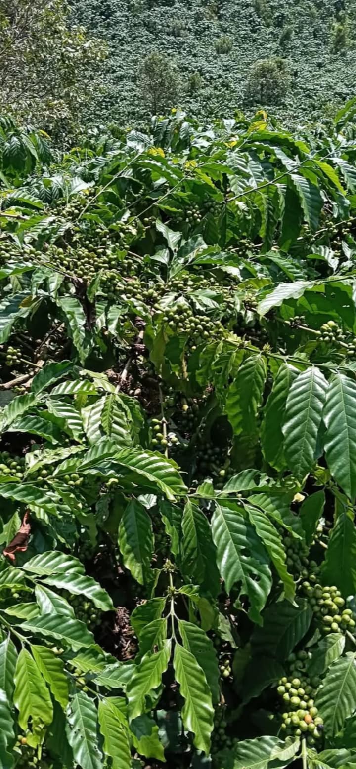 Farm đẹp tại xã Phúc Thọ, Lâm Hà 22.000m² giá 4.5 tỷ - Cơ hội đầu tư hấp dẫn!