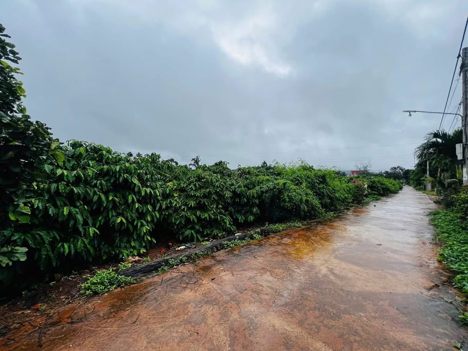 Đất nền phân lô xã Ea H'Leo, Đắk Lắk 11,000m² giá 8,625 tỷ - Cơ hội đầu tư hấp dẫn!