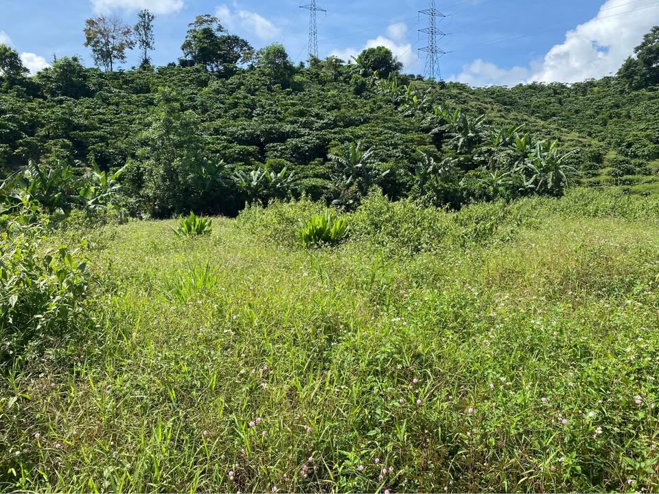 Đất Farm Lộc Thành Bảo Lộc 2.300m² giá 2.5 tỷ - Tiềm năng phát triển cao!