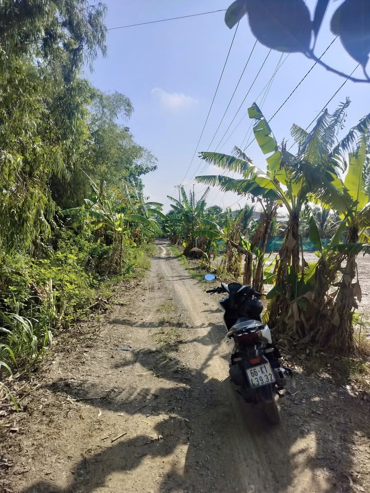 Đất mặt tiền đường 43m tại xã Bình Tấn, huyện Thanh Bình, 6200m² giá chỉ 1.070 triệu - Cơ hội đầu tư sinh lời!