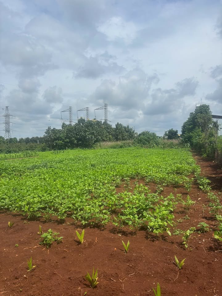 Đất nền tại TDP5 - Thị Trấn Quảng Phú, 880m² giá 8.8 tỷ - Cơ hội đầu tư tuyệt vời!