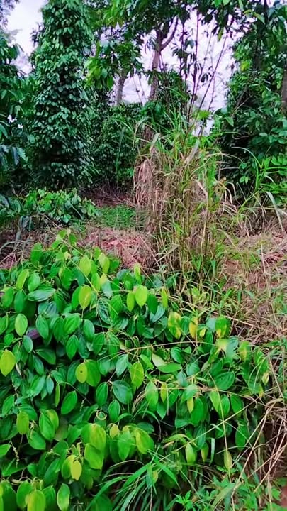 Đất nền 1ha Đắk Buk So, Tuy Đức - Giá 1.7 tỷ, sổ đỏ chính chủ!