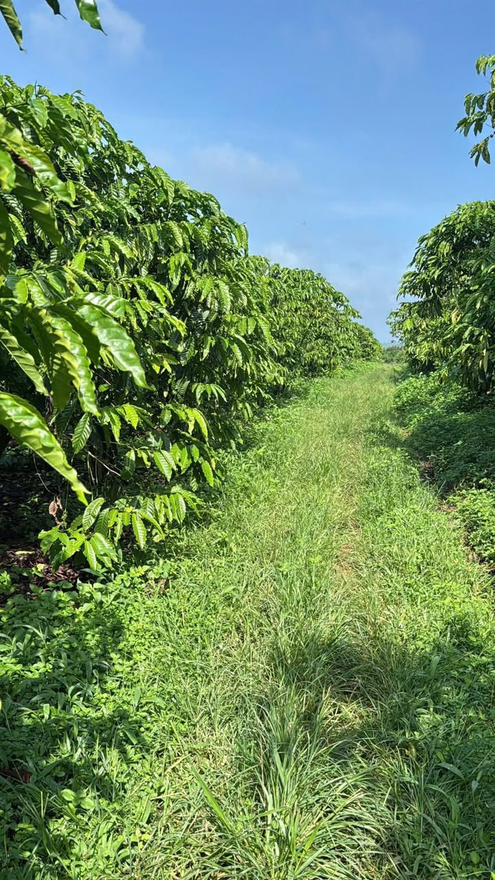 Vườn cà phê 1,8 ha tại Đinh Trang Thượng - Sổ đỏ chính chủ chỉ 7 tỷ!