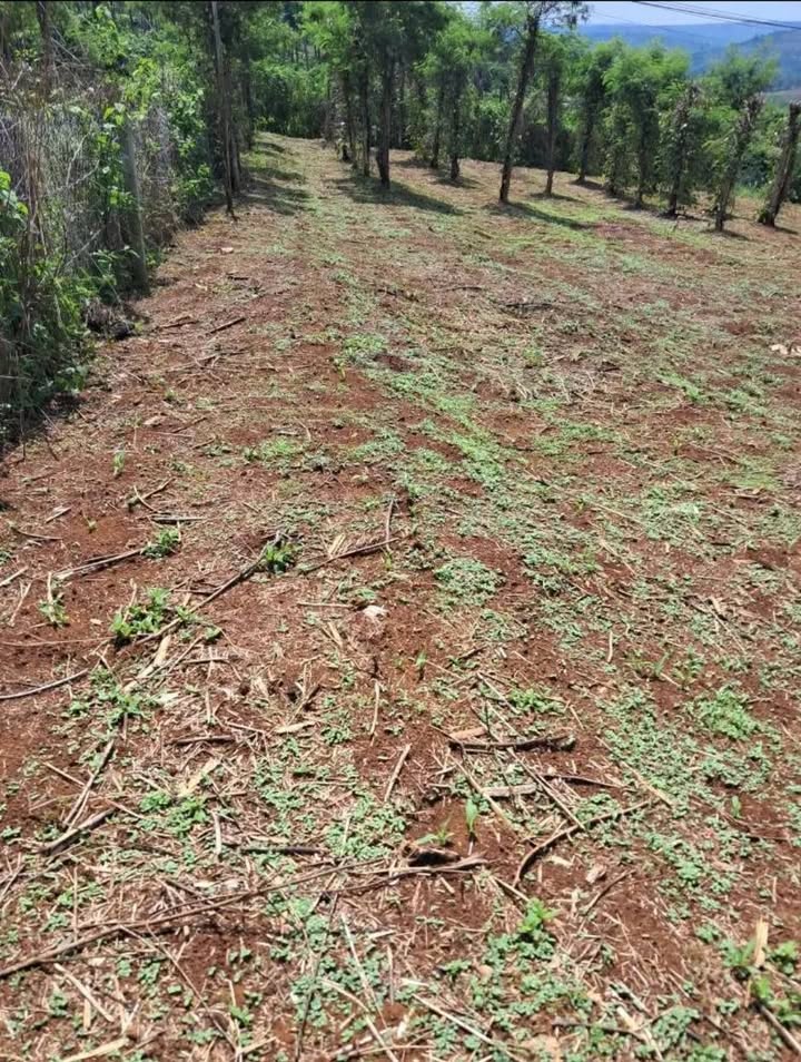 Đất nông nghiệp Bảo Lộc 1176m² giá 650 triệu - Mặt đường bê tông, đầu tư sinh lời!