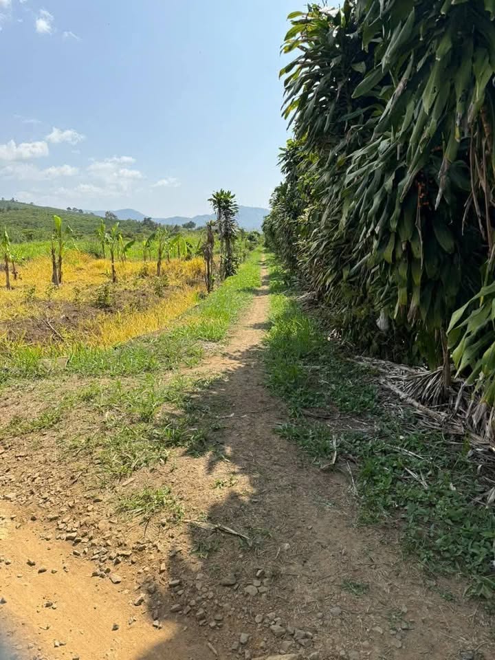 Farm 3800m² đường Xuân Diệu, Bảo Lộc giá 2.5 tỷ - Sẵn sàng thu hoạch cà phê!