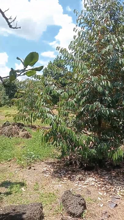 Đất vườn tại ấp Phú Lộc, Đồng Nai 2000m² giá 950 triệu - Đầu tư sinh lời ngay!