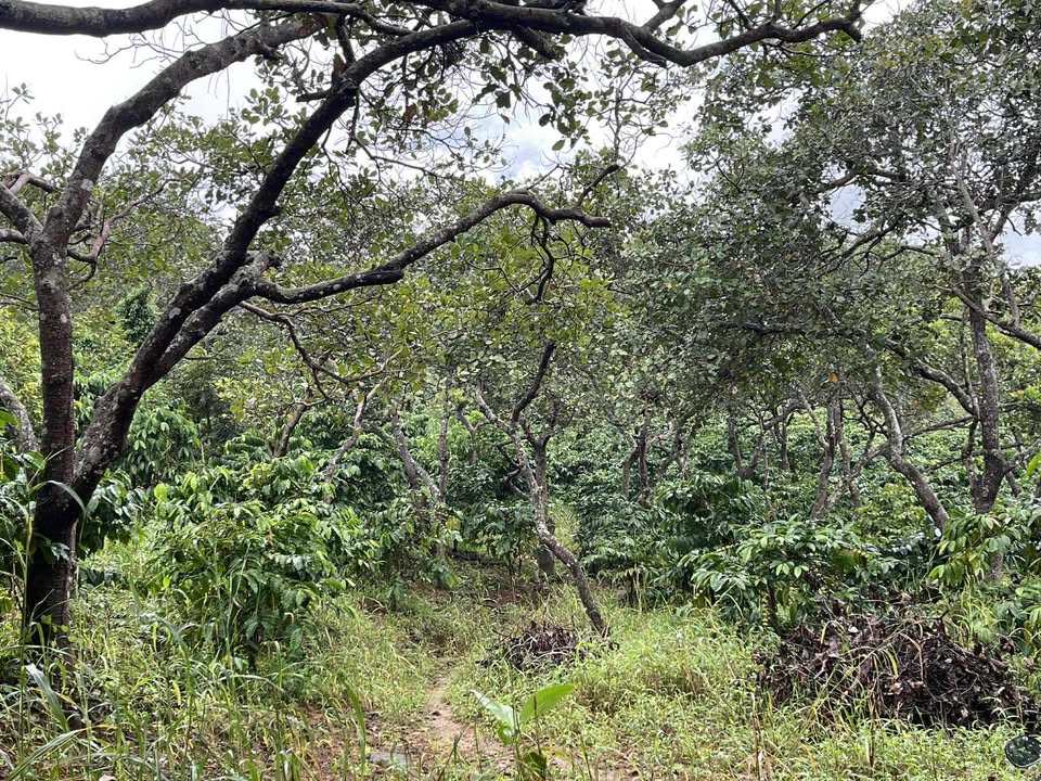 Đất nền farm 1,8ha tại Thọ Sơn, Bù Đăng - Giá chỉ 1,8 tỷ, cơ hội đầu tư sinh lời!