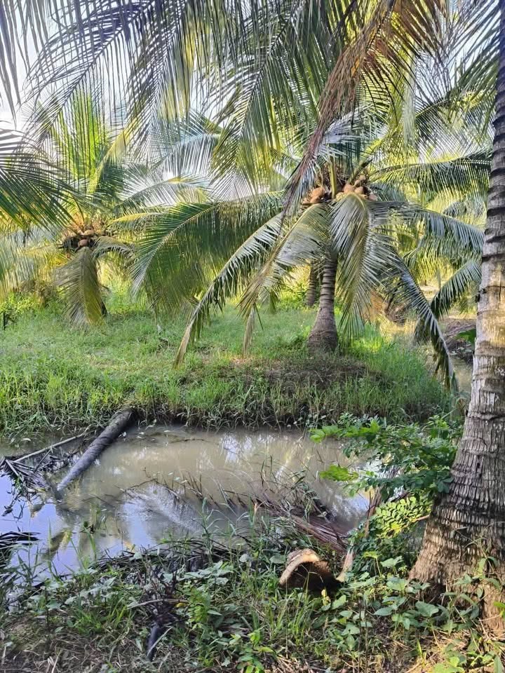 Farm 60,000m² tại ấp Quí Bình, Thạnh Phú - Bán gấp 300 triệu!