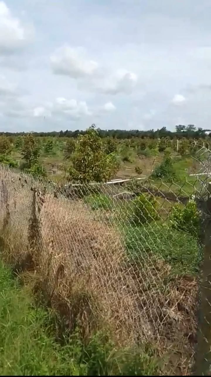 Farm 30 công Thạnh Lộc, Cai Lậy 120.000m² giá 6.9 tỷ - Đầu tư sinh lời lớn!