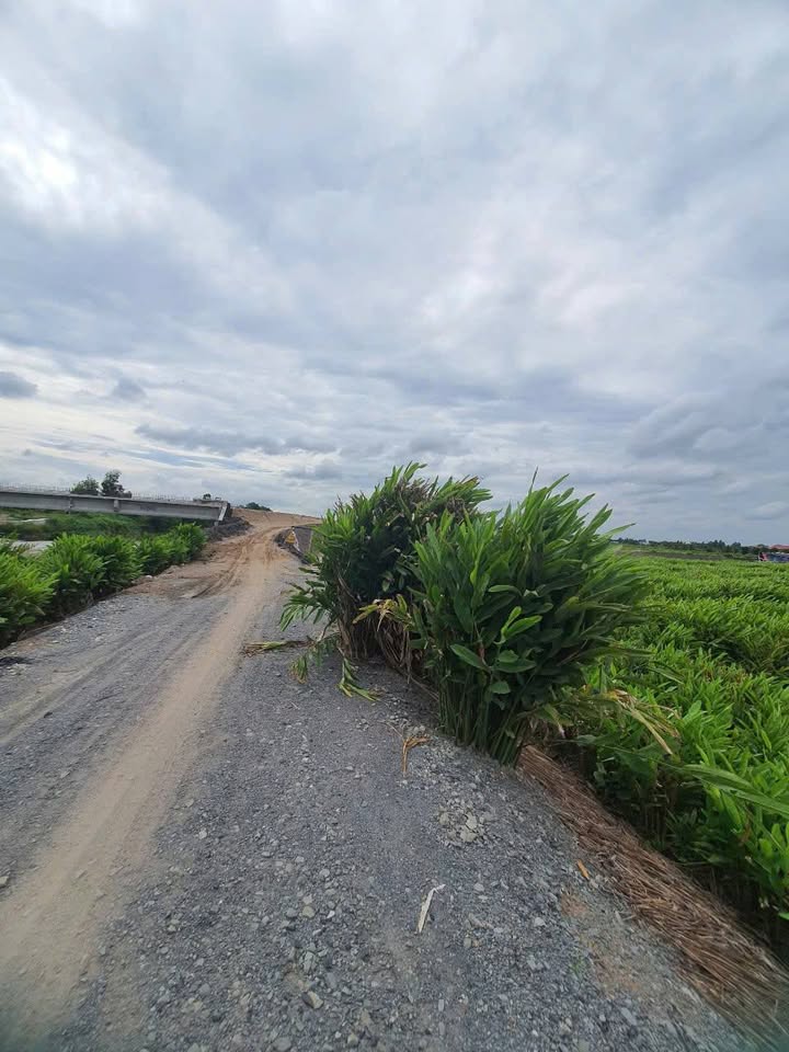 Đất vườn Bình Chánh 11.000m² giá 44 tỷ - Tiềm năng đầu tư lớn!