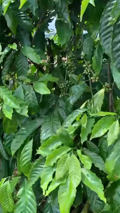 Đất nền đầu tư Trúc Sơn, Cư Jút 4ha giá 2.5 tỷ - Lợi nhuận nhanh chóng!